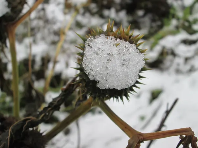 The image shows a close up of a carline thistle flower covered in snow. The flower is surrounded by...