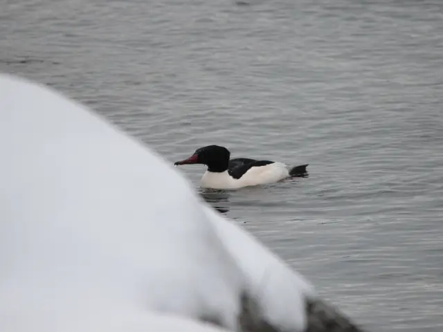 The image shows a black and white common goosander swimming in the water surrounded by snow on the...
