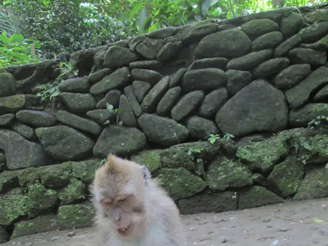 The image shows a monkey sitting on the ground, eating a banana. In the background there is a stone...