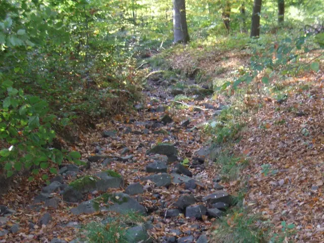 The image shows a trail in the woods with rocks and trees on either side. At the bottom of the...