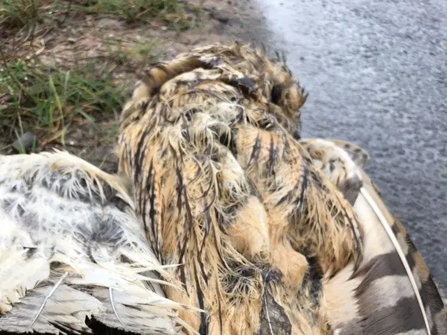 The image shows a dead bird laying on the side of a road, surrounded by grass. The bird appears to...