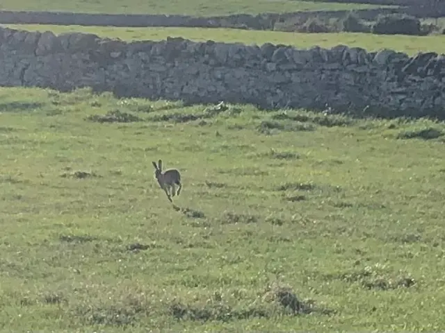 The image shows a rabbit running across a lush green field with a stone wall in the background.