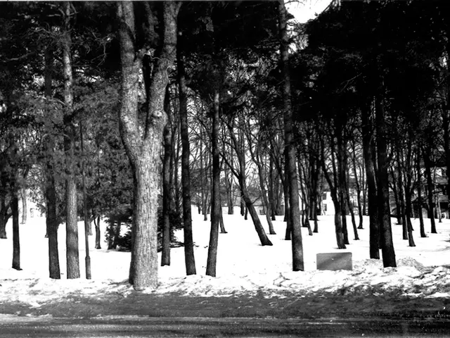 The image shows a black and white photo of a park with trees covered in snow. The trees are tall...