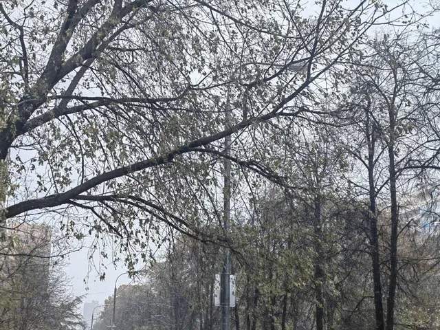 The image shows a snowy street with trees on both sides of it, vehicles driving on the road, and...