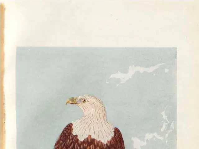 The image shows a poster of a Malayan Brahminy Kite, a bird of prey, perched atop a rock surrounded...