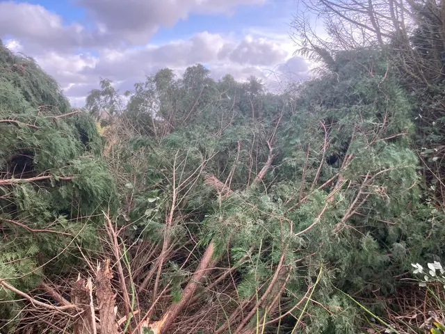 The image shows a large tree that has fallen down in the middle of a forest, with its branches and...