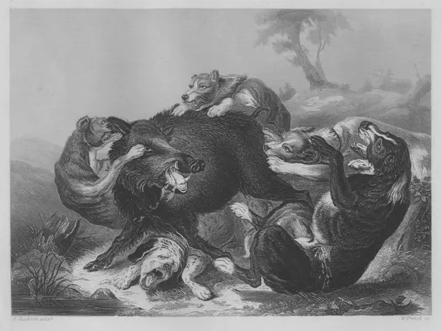The image shows a black and white engraving of a wild boar hunt, with a group of animals in the...