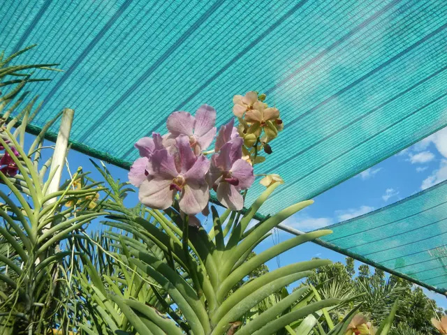 The image shows a greenhouse with lush green plants and vibrant purple orchids in the foreground,...