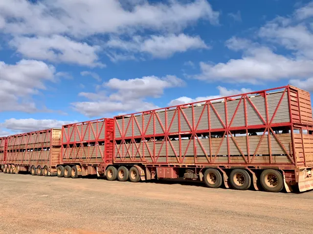 The image shows a large semi truck with a trailer full of cattle on the back of it, travelling down...