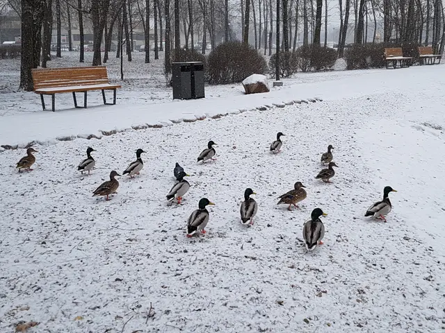 The image shows a flock of ducks walking across a snow covered field, surrounded by benches, trees,...
