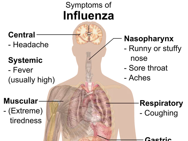 The image shows a diagram of the human body with the words "Symptoms of Influenza" written on it,...
