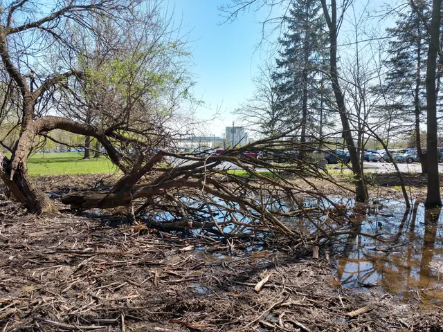 The image shows a fallen tree in the middle of a flooded park, surrounded by water and dry leaves...