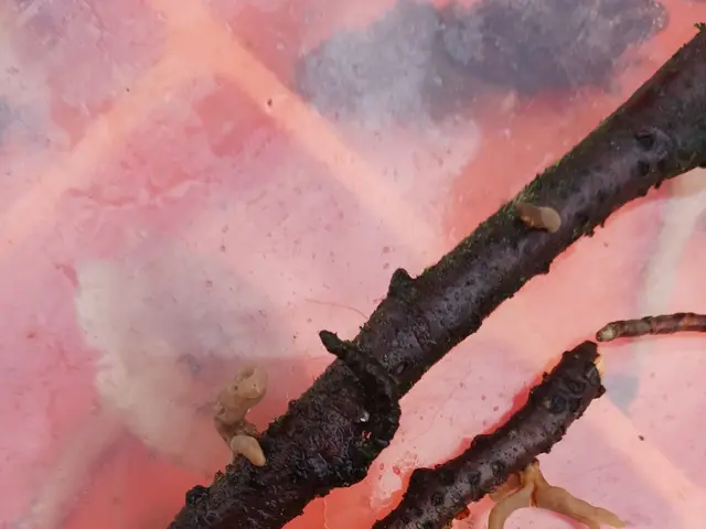 The image shows a close up of a plastic container filled with ice, containing two sticks and a few...