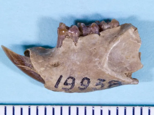 The image shows a close up of a tooth with a ruler next to it on a blue surface. The tooth is in...