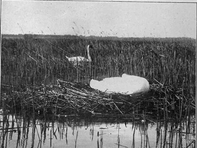 The image shows a black and white photo of a swan in a nest on the water, surrounded by grass and a...