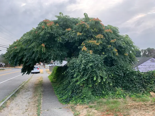 The image shows a large tree that has fallen down on the side of a road, surrounded by grass and...