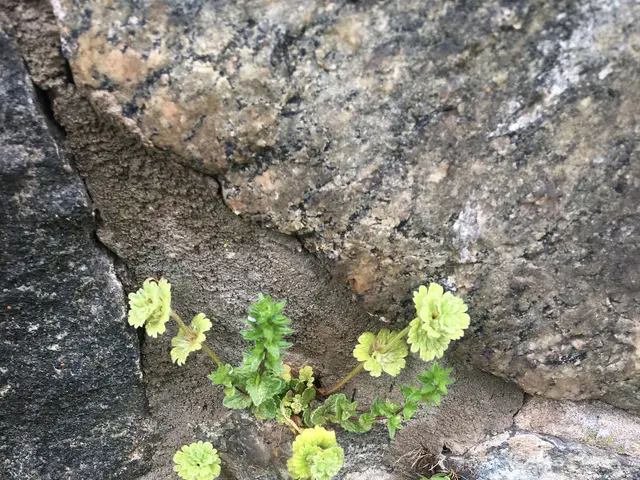 The image shows a small green plant growing out of a crack in a rock wall. The plant appears to be...
