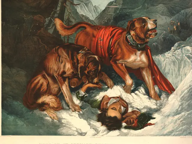 The image shows two dogs of St. Bernard rescuing a traveller, with a person lying on the snow in...