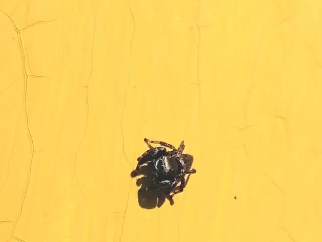 The image shows a small black tick crawling on a bright yellow surface.