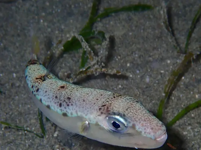 The image shows a small white and black fish swimming in the sand amongst a few green plants.