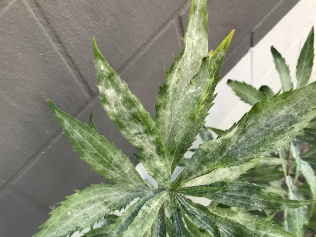 The image shows a close up of a cannabis plant in a pot on a sidewalk, with a wall in the...