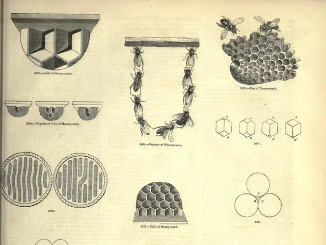 The image shows an open book with a drawing of a beehive on it. The book contains pictures and...