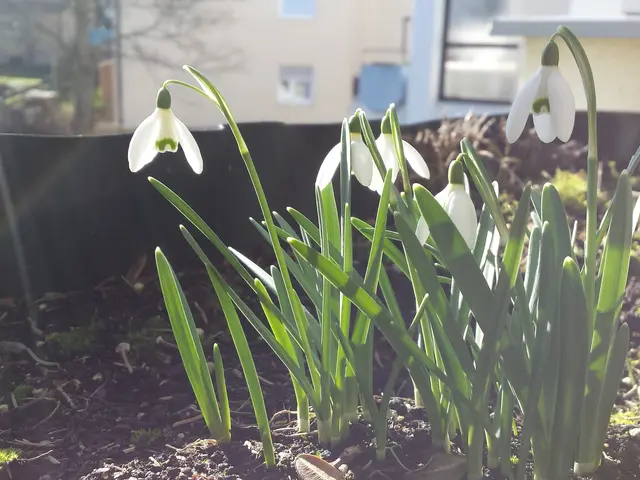 The image shows a garden with snowdrops in the foreground, surrounded by buildings, trees, and...