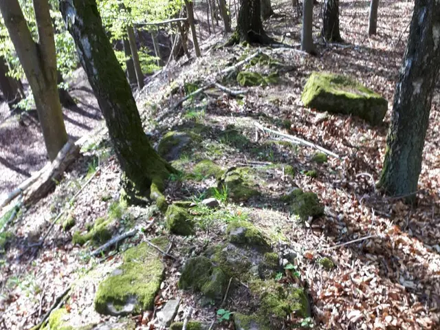 The image shows a trail in the woods with moss growing on the rocks and trees. The ground is...