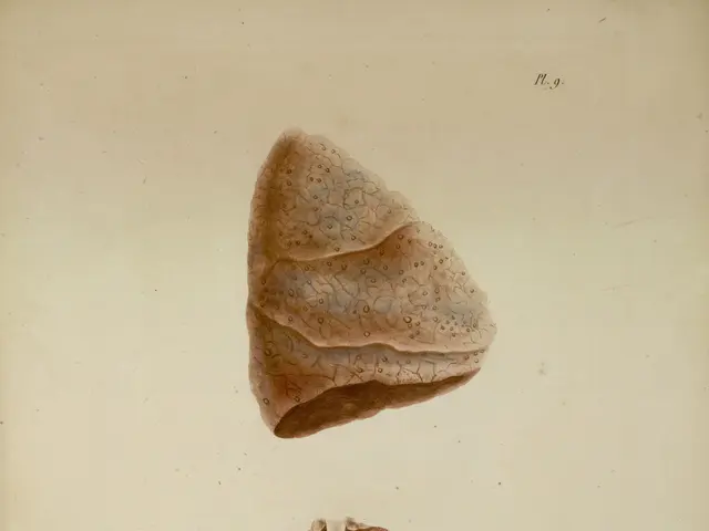 The image shows an old book with a drawing of a liver on it. The liver is depicted in great detail,...