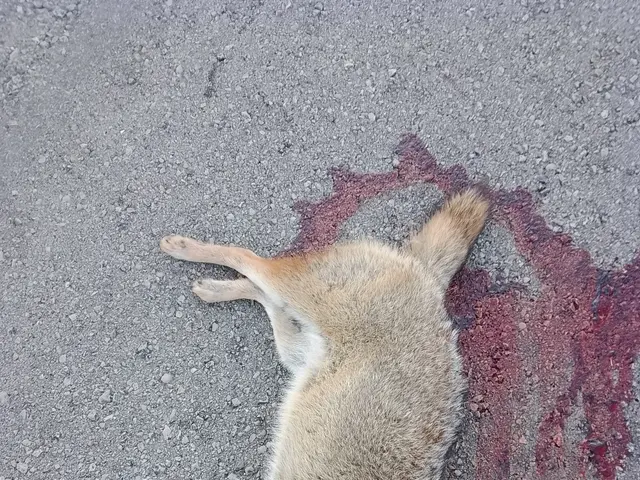 In this image we can see a dead animal on the road. There is a blood stain on the ground. At the...