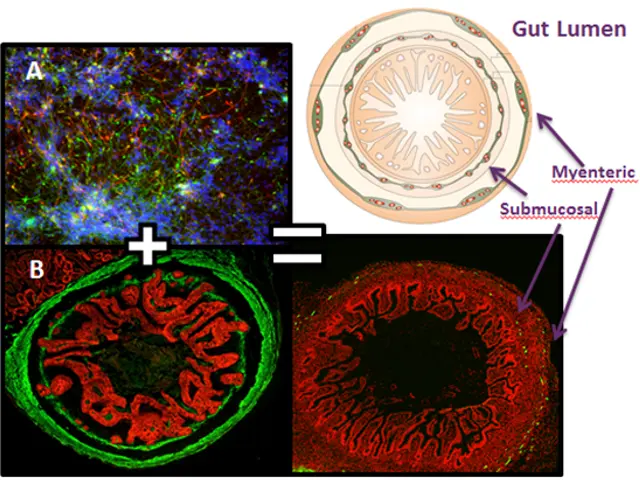 The image shows a diagram of a cell with a red and green cell in the middle of it, surrounded by a...
