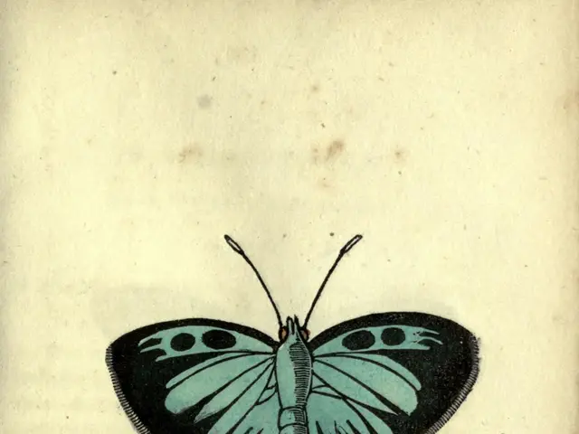 The image shows an old book with a drawing of a blue butterfly on it. The butterfly has intricate...