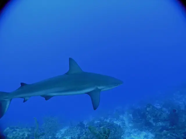 The image shows a blacktip reef shark swimming in the ocean near a coral reef, surrounded by...