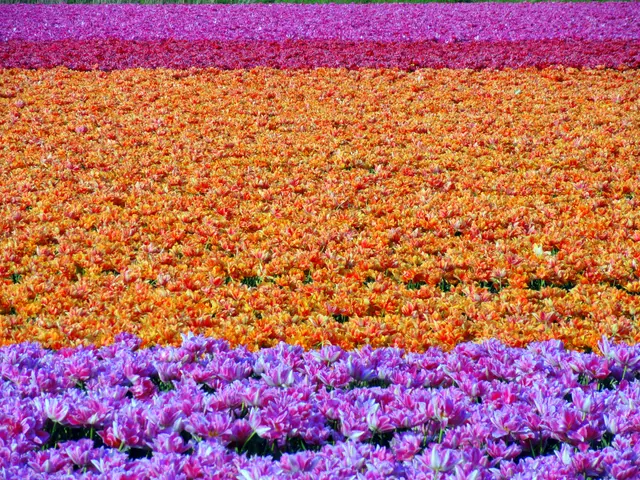 The image shows a field of vibrant tulips in full bloom, with a variety of colors ranging from...