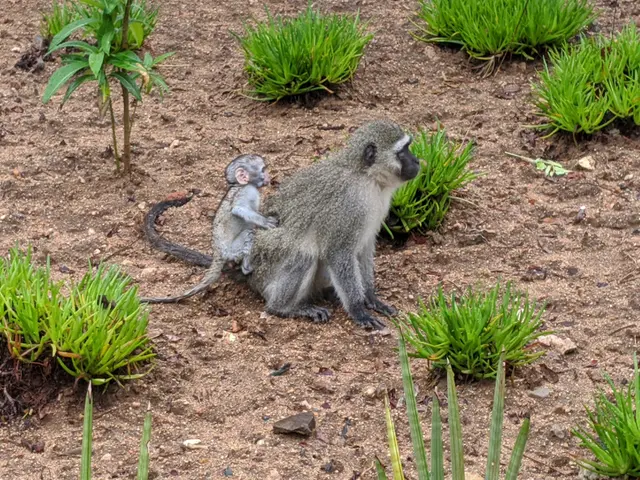 The image shows a vervet monkey and its baby sitting on the ground surrounded by plants. The mother...