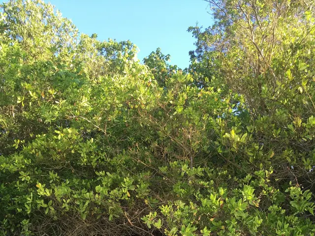 The image shows a mangrove forest on the beach with a blue sky in the background. The ground is...