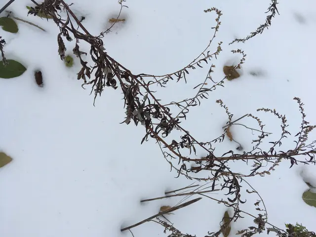 The image shows a plant with a few leaves and stems covered in snow. The snow is lightly dusted...