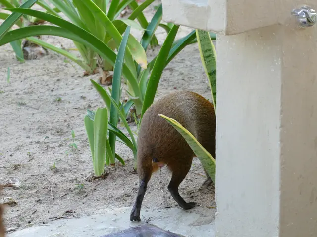 The image shows a small rodent, likely a coati, walking through the dirt near a building with a...