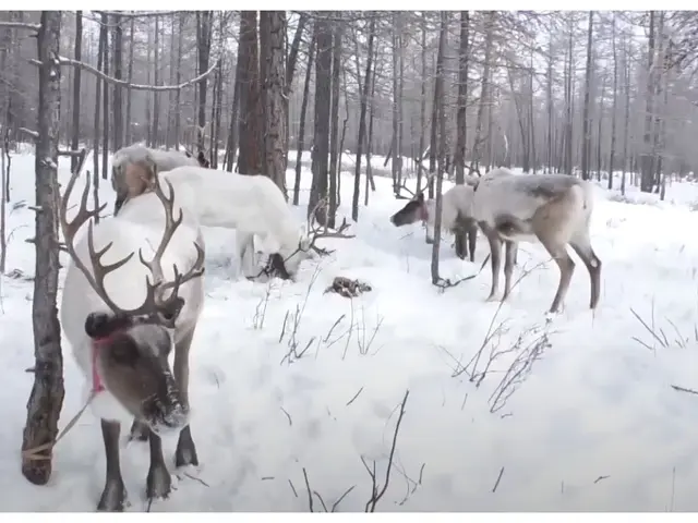 The image shows a herd of reindeer standing in the snow in the woods, surrounded by trees. The snow...