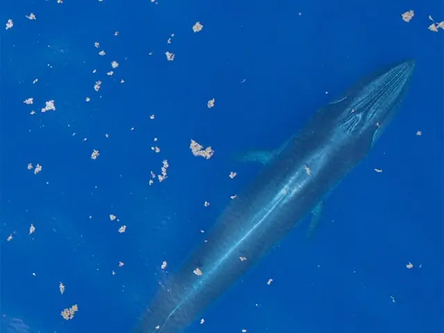 The image shows a blue whale swimming in the ocean with its mouth open, surrounded by a few objects...