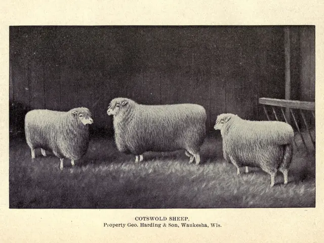 The image shows three sheep standing next to each other in a field, with a wooden fence in the...