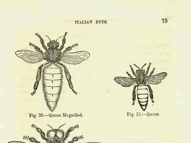 The image shows a page from a book with a drawing of different types of bees on it. The page is...