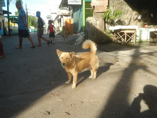 The image shows a stray dog walking down a street next to a building, surrounded by people wearing...