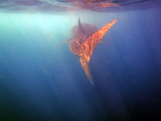 The image shows a whale shark swimming in the ocean with its mouth open, its large body glistening...