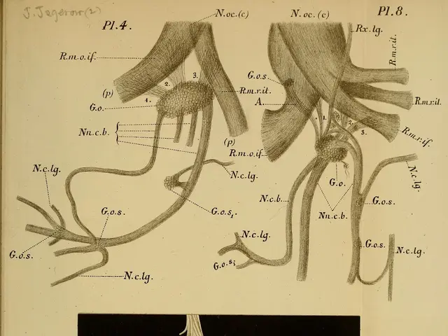 The image shows an old book with a drawing of a heart and a diagram of the arteries and veins of...