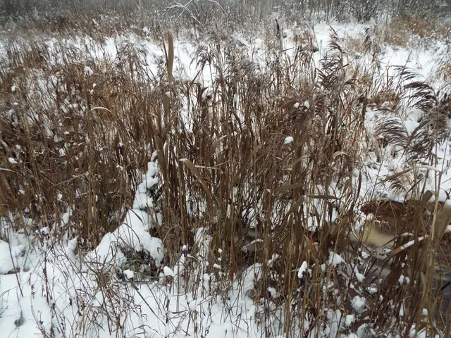 The image shows a field of tall grass covered in snow, with trees in the background. The snow is...