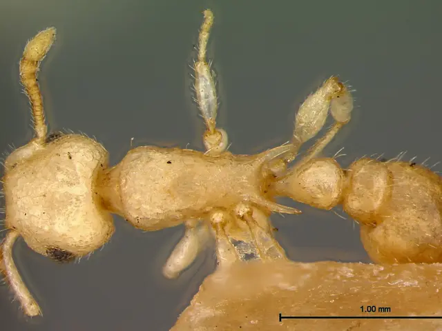 The image shows a close up of a small insect on a piece of wood, which appears to be a pharaoh ant....