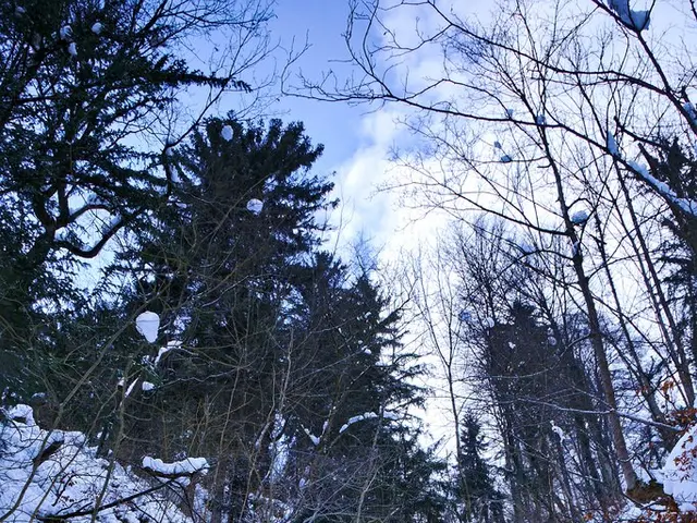 As we can see in the image there is snow, trees, sky and clouds.