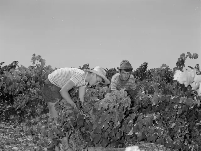 The image shows two people wearing hats picking grapes in a vineyard. The image is in black and...