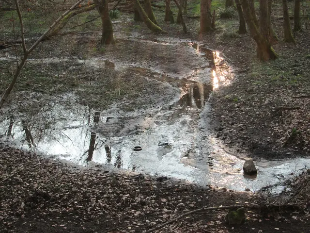 The image shows a small puddle of water in the middle of a forest, surrounded by trees and dried...
